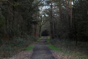 Straße im deutschen Wald Hintergrund stock photography hochwertige Drucke foto