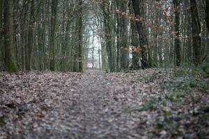 Straße im deutschen Wald Hintergrund stock photography hochwertige Drucke foto