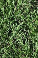 grüne grasblätter nahaufnahme hintergrund natur druckt fünfzig megapixel foto