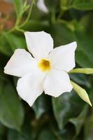 mandevilla bella blume chilenischer jasminfamilie apocynaceae hintergrund foto