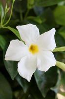 mandevilla bella blume chilenischer jasminfamilie apocynaceae hintergrund foto