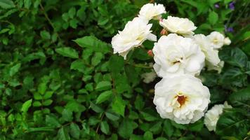 im Sommer blühten weiße Rosen im Garten