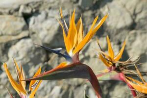 ein schließen oben Bild von ein Blühen Vogel von Paradies Pflanze foto