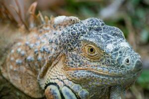 Leguan Reptil Porträt schließen oben foto