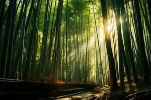 hell Sonnenlicht Filtern durch Bambus Wald ai generativ foto