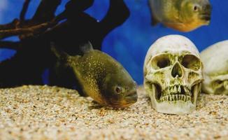 Aquarien mit Fischen im Ozeanarium foto