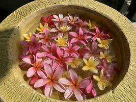 Blumen durchnässt im Wasser im ein Keramik Schüssel. Onam und Diwali Festival Konzept Bild, rot Plumeria Blume oder bunga Kemboja Merah im bali foto