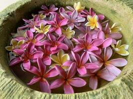 Blumen durchnässt im Wasser im ein Keramik Schüssel. Onam und Diwali Festival Konzept Bild, rot Plumeria Blume oder bunga Kemboja Merah im bali foto