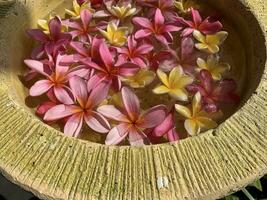 Blumen durchnässt im Wasser im ein Keramik Schüssel. Onam und Diwali Festival Konzept Bild, rot Plumeria Blume oder bunga Kemboja Merah im bali foto