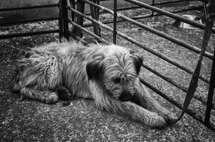 Berg Schäfer Hund foto