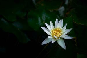 schön Weiß Lotus blüht im das Morgen gegen ein Hintergrund von Grün Blätter. mit Kopieren Raum foto