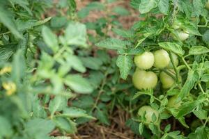 Grün Tomaten wachsen im ein Gemüse Garten im Sommer- foto