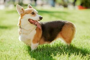 Porträt von ein Hund Corgi Rasse auf ein Hintergrund von Grün Gras auf ein sonnig Tag im Sommer- foto