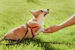 Porträt von ein klein Hündchen von das Corgi Rasse Wer gibt ein Pfote zu es ist Inhaber im das Sommer- auf ein sonnig Tag foto