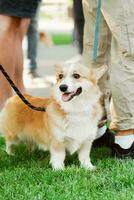 Menschen gehen ein Corgi Hund im Sommer- im das Park foto