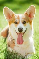 Porträt von ein Hund von das Corgi Rasse auf ein Hintergrund von Grün Gras auf ein sonnig Tag im das Park foto