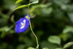 Schmetterlingserbsenblume foto