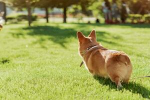 Porträt von ein Hund von das Corgi Rasse auf ein Hintergrund von Grün Gras auf ein sonnig Tag im das Park foto