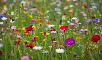 das Süss Duft von Blumen füllt das Frühling Wiese Erstellen mit generativ ai Werkzeuge foto