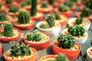 ein Gruppe von Kaktus im ein klein Topf im das Garten. foto