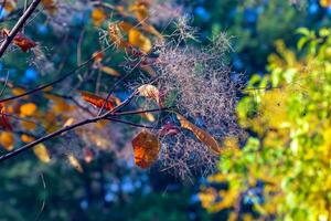 Cotinus Coggygria, rhus Cotinus, Rauchbaum, Rauch Baum, Rauch Busch, oder Färber sumach ist ein Spezies von blühen Pflanze. natürlich Grün und Rosa Blume Hintergrund foto