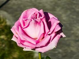 Nahansicht von Rosa Rose im ein Sommer- Garten. Tropfen von Morgen Tau auf Weiß Blütenblätter. foto