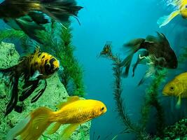 mehrere mehrfarbig hell Fisch schwimmen im das Aquarium. Aquarium mit klein Haustiere. foto