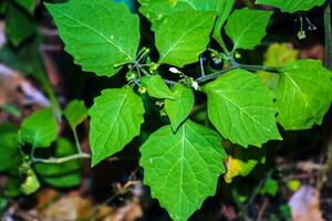 Solanum Nigrum ist ein aufrecht, vielverzweigt jährlich Pflanze wachsend um 60cm groß. das Pflanze ist geerntet von das wild zum lokal verwenden wie ein Essen und Medizin. Solanum Nigrum, das europäisch schwarz Nachtschatten foto