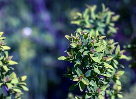 Spiraea ferganensis oder Mädesüß. Blume Knospen im früh Frühling. foto