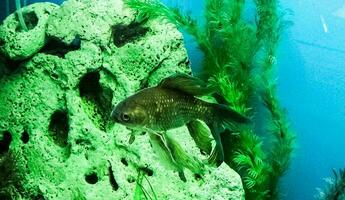 mehrere mehrfarbig hell Fisch schwimmen im das Aquarium. Aquarium mit klein Haustiere. foto