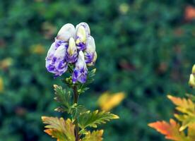 Nahansicht Aussicht von cremig Weiß und lila getönt mit Kapuze Blumen von Aconitum Cammarum Eisenhut zweifarbig oder Aconitum Napellus, Eisenhut, Aconitum, Wolfsbann auf hoch dunkel Grün glänzend Laub. foto