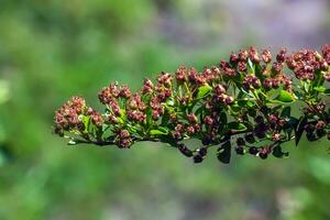 verblasst Blumen von Pyracantha Coccinea im das Garten. foto