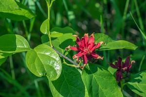 calycanthus Occidentalis ist ein Strauch mit rot Blumen im Frühling Zeit foto