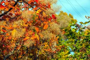 Cotinus Coggygria, rhus Cotinus, Rauchbaum, Rauch Baum, Rauch Busch, oder Färber sumach ist ein Spezies von blühen Pflanze. natürlich Grün und Rosa Blume Hintergrund foto