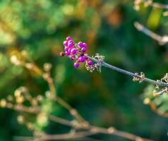 japanische schönheit oder callicarpa japonica im herbst im botanischen garten dnpropetrowsk in der ukraine. foto