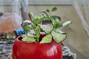 Fittonia weiß geädert Hypoestes im ein rot Topf im ein Zuhause Innere. foto