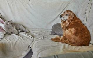 reinrassig Hund und Katze Lüge Nächster zu jeder andere auf das Sofa im das Haus foto