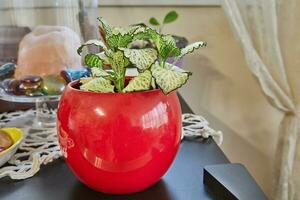 Fittonia weiß geädert Hypoestes im ein rot Topf im ein Zuhause Innere. foto