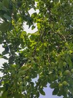 Pflaume Baum überladen mit Pflaumen auf es ist Ast foto