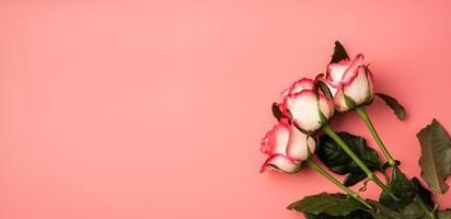 rosa Rosen auf festem rosa Hintergrund foto