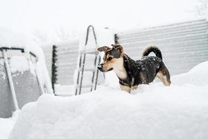 entzückender Mischlingshund, der im Schnee im Hinterhof spielt foto