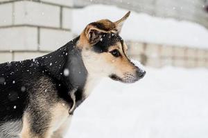 entzückender Mischlingshund, der im Schnee im Hinterhof spielt foto