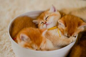 Orange Katze süß Katze süß Haustier Schlafen Kätzchen süß Kätzchen Katze Wachstum Reife das aussehen und Unschuld von Katzen. foto