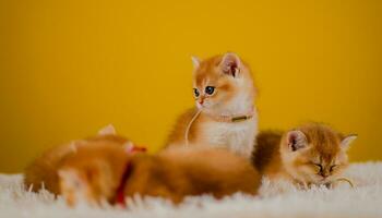 Orange Katze süß Katze süß Haustier Schlafen Kätzchen süß Kätzchen Katze Wachstum Reife das aussehen und Unschuld von Katzen. foto