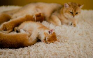 Orange Katze süß Katze süß Haustier Schlafen Kätzchen süß Kätzchen Katze Wachstum Reife das aussehen und Unschuld von Katzen. foto