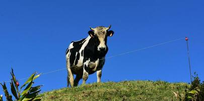 Weiß und schwarz Stier suchen Nieder von ein Grat foto