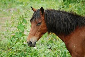 Süss Weiden lassen Paso fino Pferd mit seine Mund voll foto