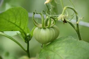 schön Grün Tomate im ein organisch Gemüse Garten foto