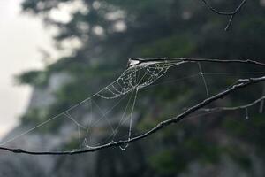 Spinne Netz zwischen Geäst im ein Baum foto