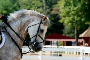 schön grau Appaloosa Pferd unter Sattel im das Jumper Ring foto
